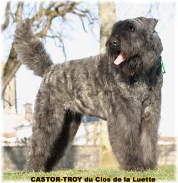 bouvier des flandres du clos de la luette - copyright déposé